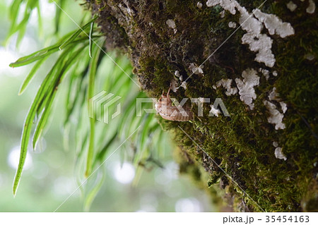 ミンミンゼミの抜け殻?とノキシノブ ミンミンゼミの抜け殻?とノキシノブ 35454163