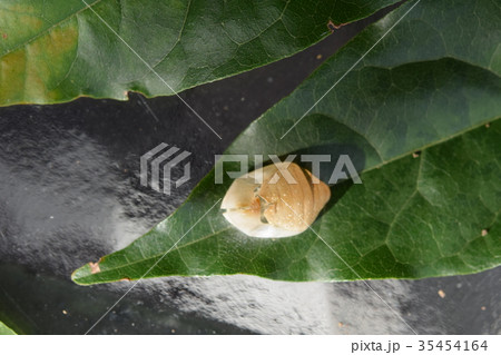 ウラギンシジミ　蛹の殻 35454164