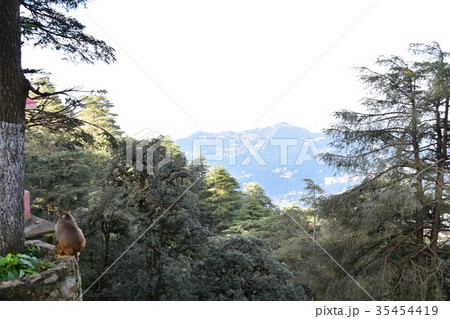 インドの絶景 シムラーの美しい街並みとヒマラヤの山々 森でくつろぐ野猿 インドの絶景 シムラーの美しい街並みとヒマラヤの山々 森でくつろぐ野猿 35454419