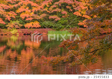 雲場池の紅葉 湖面に映り込む秋 雲場池の紅葉 湖面に映り込む秋 35455833