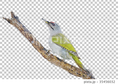 Great spotted Gray headed woodpecker watercolor 35456032
