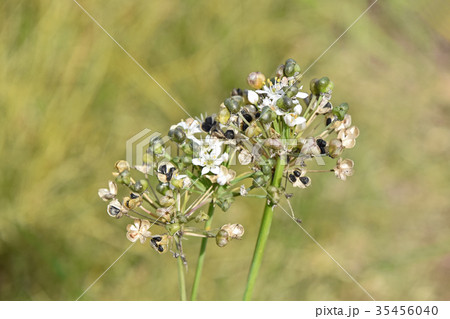 ニラの種 35456040