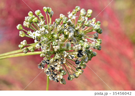 ニラの種 ニラの種 35456042