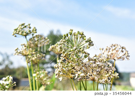 ニラの種 35456044