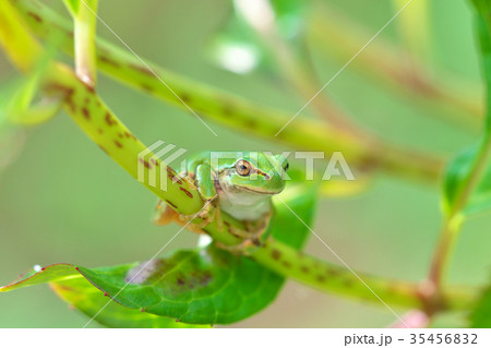 紫陽花の茎につかまるカエル 35456832