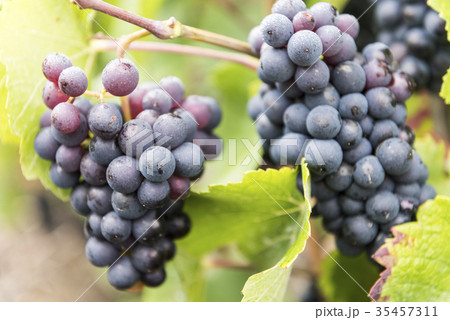 Champagne Pinot Noir Grapes France 35457311