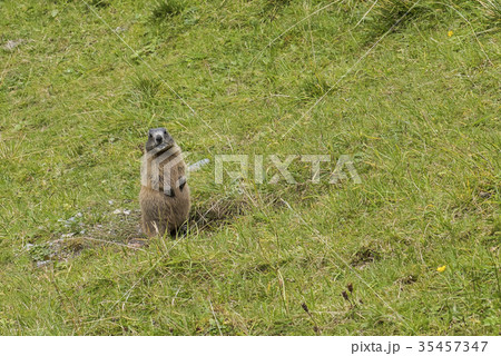 Marmot in Mountains Austria Marmot in Mountains Austria 35457347