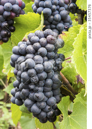 Pinot Noir Grapes Champagne France 35457376
