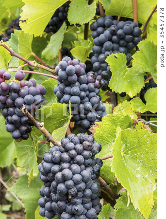 Pinot Noir Grapes Champagne 35457378