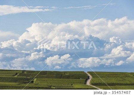 Vineyards Champagne Verzy 35457407