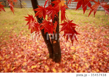 紅葉 紅葉 35457438