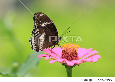 Great Eggfly butterfly on pink flower Great Eggfly butterfly on pink flower 35457495