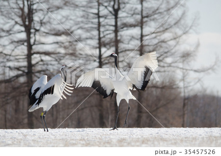 タンチョウ ダンス タンチョウ ダンス 35457526