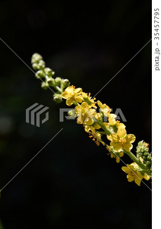 きんみずひき 35457795