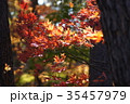紅葉 35457979