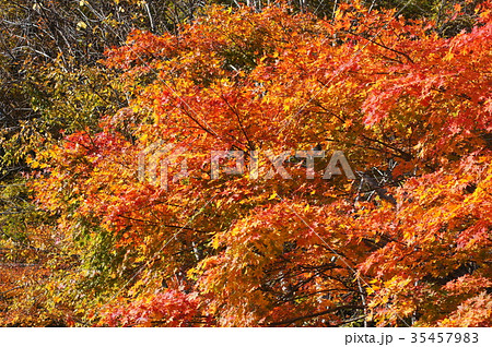 紅葉 35457983