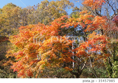 紅葉 35457985