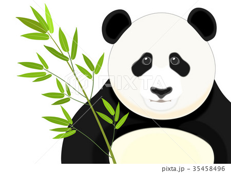 パンダ 35458496