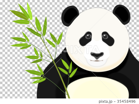 パンダ 35458496