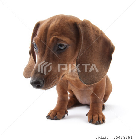 Dachshund puppy, 3 months old Dachshund puppy, 3 months old 35458561
