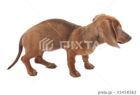 Dachshund puppy, 3 months old Dachshund puppy, 3 months old 35458562