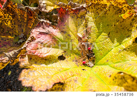Leaves of the Rheum rhabarbarum. Leaves of the Rheum rhabarbarum. 35458736