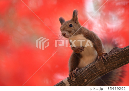 秋のエゾリス 秋のエゾリス 35459292