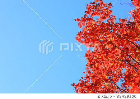 青空に紅葉 35459300