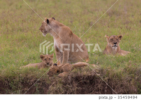 Lioness with her cubs in in Ngorongoro crater 35459494