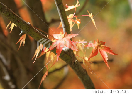 紅葉 35459533