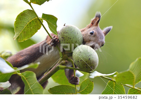 秋のエゾリス 35459682