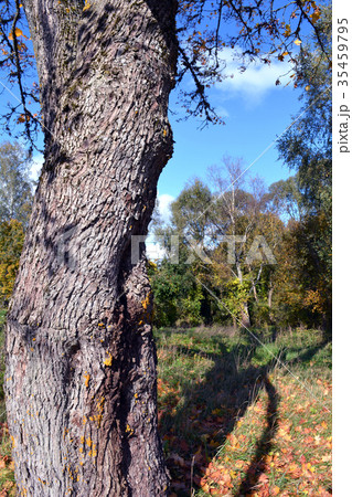 Autumn maple tree trunk and shadow 35459795