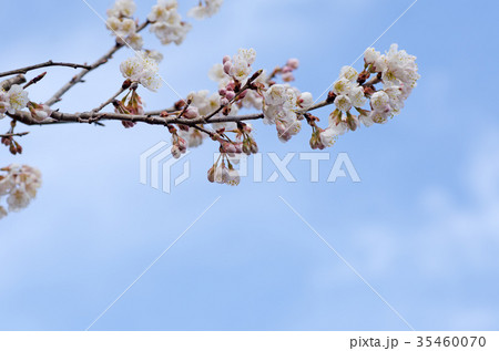 さくらんぼの花と青空のコピースペース 35460070