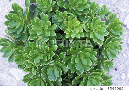 イワタイゲキの葉 35460094