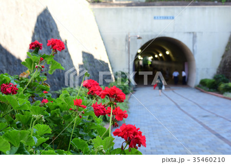 横浜・東横フラワー緑道 35460210