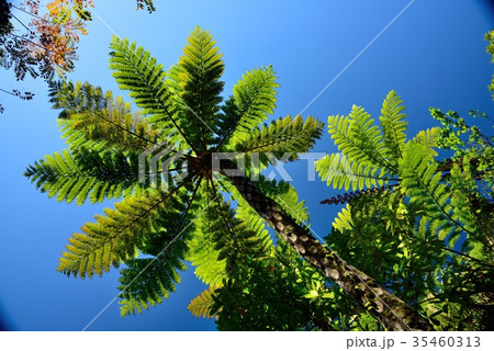 青空とヒカゲヘゴ03 青空とヒカゲヘゴ03 35460313