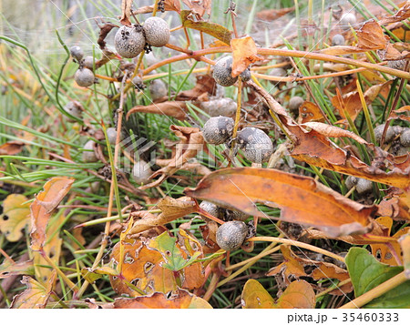 ムカゴ ムカゴ 35460333