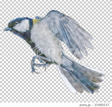 Great tit Japanese tit watercolor 35460537