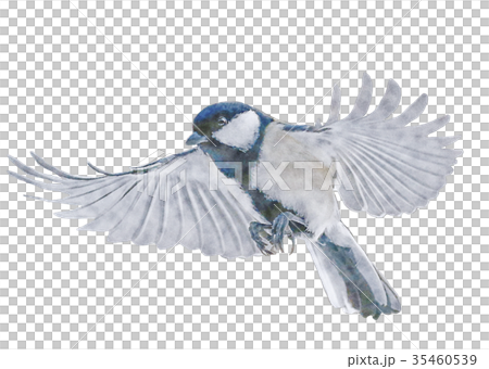 Great tit Japanese tit watercolor 35460539