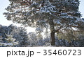 Winter fir forest in the snow in the sun 35460723