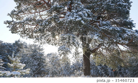 Winter fir forest in the snow in the sun Winter fir forest in the snow in the sun 35460723