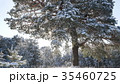 Winter fir forest in the snow in the sun 35460725