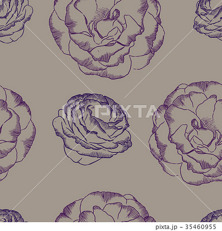 Purple and white rose flower. Vector illustration. 35460955