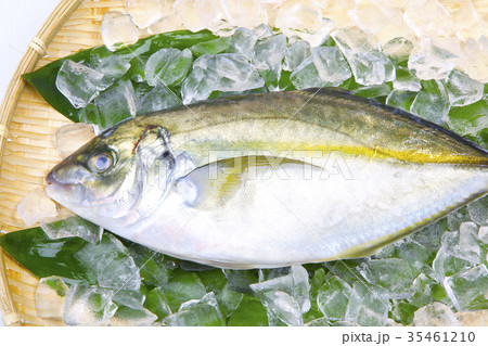 活〆　シマアジ 35461210