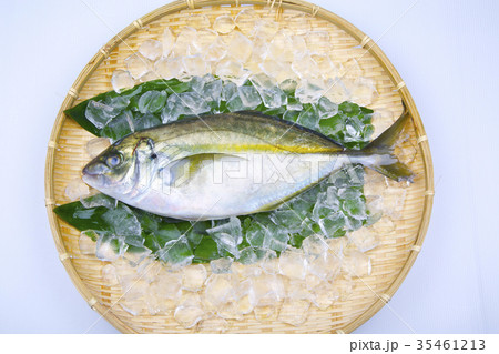 活〆　シマアジ 35461213