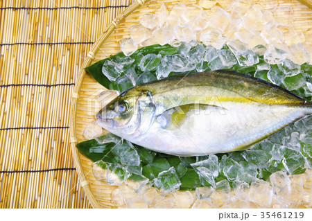 活〆　シマアジ 35461219