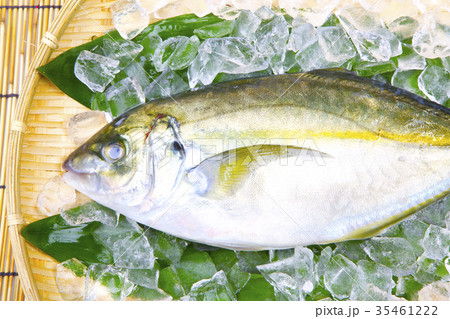 活〆　シマアジ 35461222