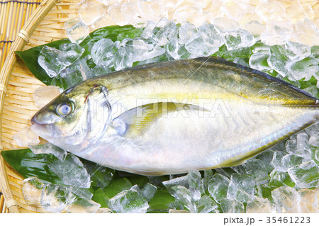 活〆　シマアジ 35461223