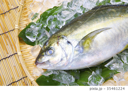 活〆　シマアジ 35461224