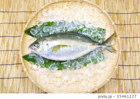 活〆　シマアジ 35461227